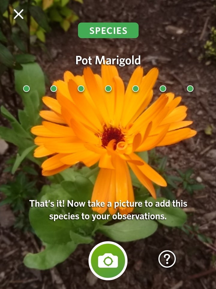 Kieron Gribbon (@kierongribbon) on Twitter photo Just discovered this great app to help identify species of plants & animals when out and about. It is called Seek and is available for iPhone and Android. Here are a few screenshots I recorded while testing it out in my back garden. <a href="/IrelandWalking/">The Ireland Walking Guide</a> <a href="/GetIreWalking/">Get Ireland Walking</a> <a href="/LeaveNoTraceIrl/">Leave No Trace Ireland</a> Just discovered this great app to help identify species of plants & animals when out and about. It is called Seek and is available for iPhone and Android. Here are a few screenshots I recorded while testing it out in my back garden. <a href="/IrelandWalking/">The Ireland Walking Guide</a> <a href="/GetIreWalking/">Get Ireland Walking</a> <a href="/LeaveNoTraceIrl/">Leave No Trace Ireland</a>