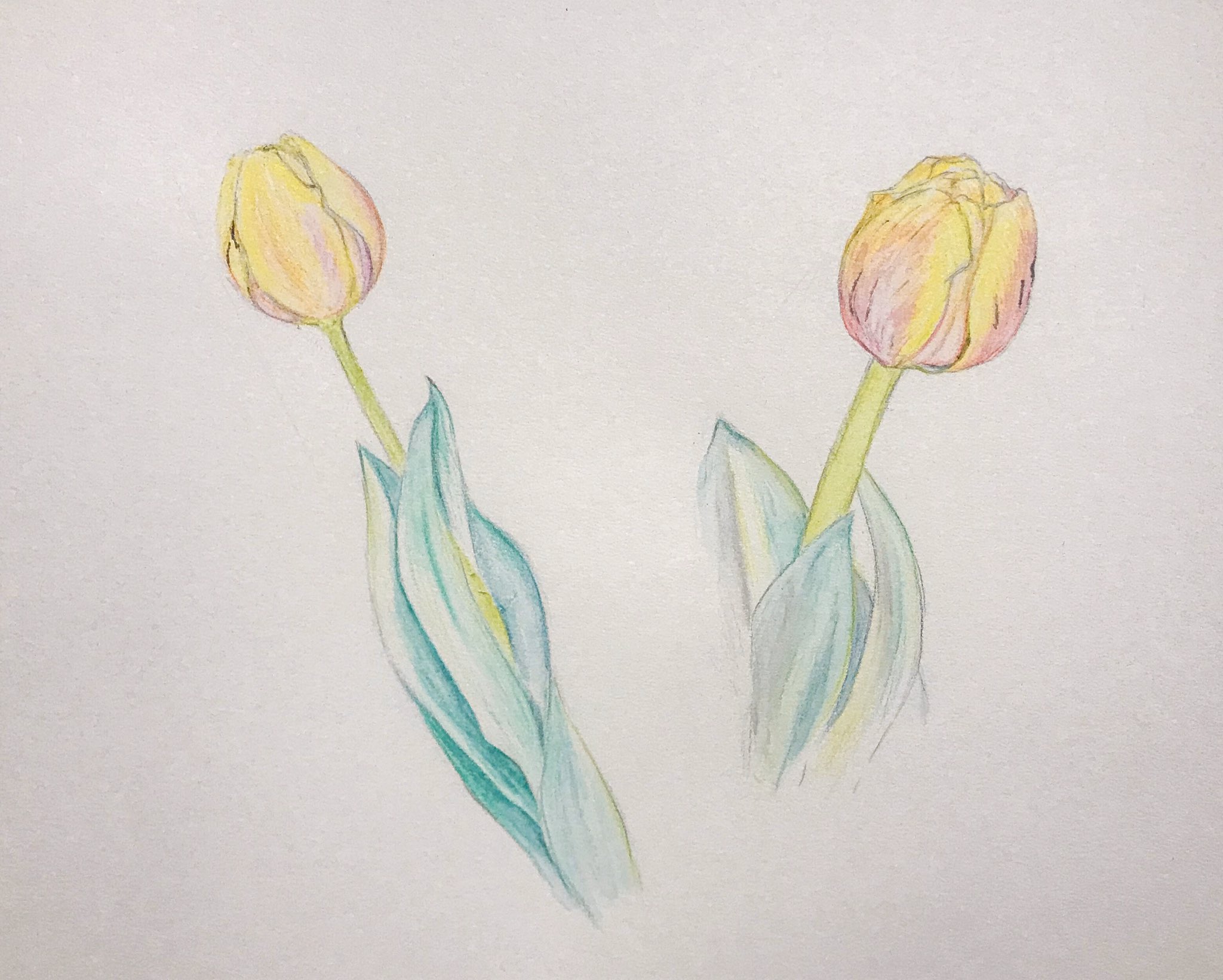 تويتر Hanako 3月個展 ならきたまち على تويتر イラスト チューリップ 水彩色鉛筆にて 四切 Flower Tulip Watercolourpencils Fabercastell チューリップ 水彩色鉛筆 Aquarellstifte Illust 花 デッサン Artwork Picture Picturebook 絵 挿絵