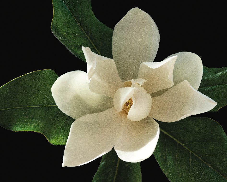 #Magnolia grandiflora (Magnoliaceae)