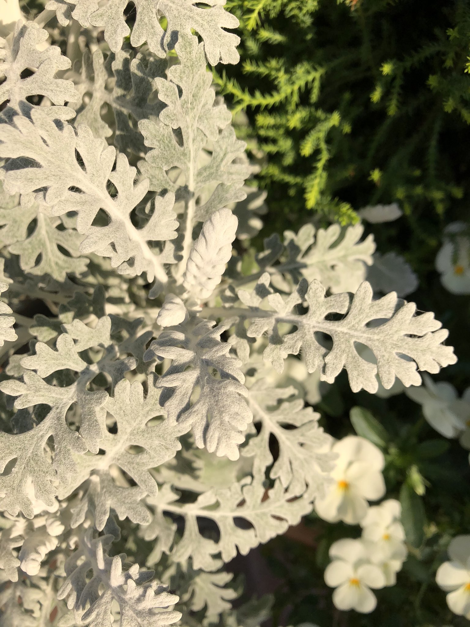 Uzivatel 草の名は Na Twitteru シロタエギク 三軒茶屋にて ほかの花を引き立てる白い葉 寄せ植えによく使われる 初夏に黄色い花を咲かせるのだが摘まれてしまうことも多い 食べられるか不明 防虫殺菌効果があるとの話もあり 菊とはいえすこし気をつけたほうが