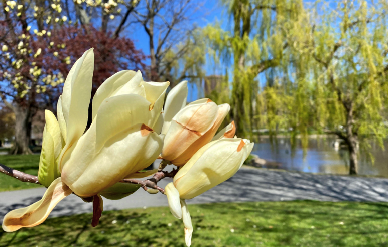 FOPG's tweet photo. More #SharingSpring--the #PublicGarden is full of #beautifulblooms. Many magnolias are past but the gorgeous Elizabeth magnolia by the Newbury Gate is #peakbloom. The Yoshino cherry blooms near Beacon/Charles St Gate are lovely but getting near to finish. @BostonParksDept #Boston https://t.co/R9RXwJhdT0
