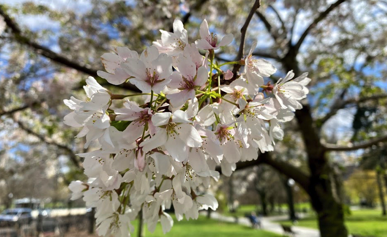 FOPG's tweet photo. More #SharingSpring--the #PublicGarden is full of #beautifulblooms. Many magnolias are past but the gorgeous Elizabeth magnolia by the Newbury Gate is #peakbloom. The Yoshino cherry blooms near Beacon/Charles St Gate are lovely but getting near to finish. @BostonParksDept #Boston https://t.co/R9RXwJhdT0