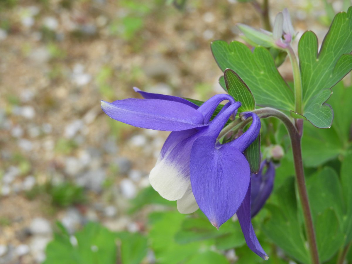 Ritha Auf Twitter ミヤマオダマキとドバト 花子 また オダマキの英名のひとつには Columbine コロンバイン というものもあります こちらはラテン語で ハトに似た植物 を意味する Colombina Herba に由来しますが これは花の形が 5匹のハトが身を寄せ合っ