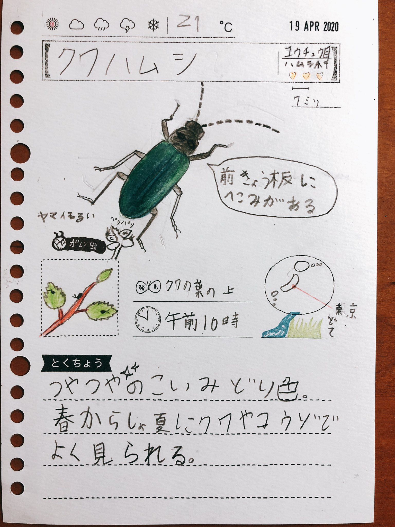 あるる工作会社 娘の昆虫観察日記 先週の虫 まるやま昆虫研究所で紹介されていたコガタルリハムシを探したいという夫 のために家の近所で探したけど見当たらず 代わりに見つけたのはクワハムシ T Co Wvxcg8bx4a Twitter