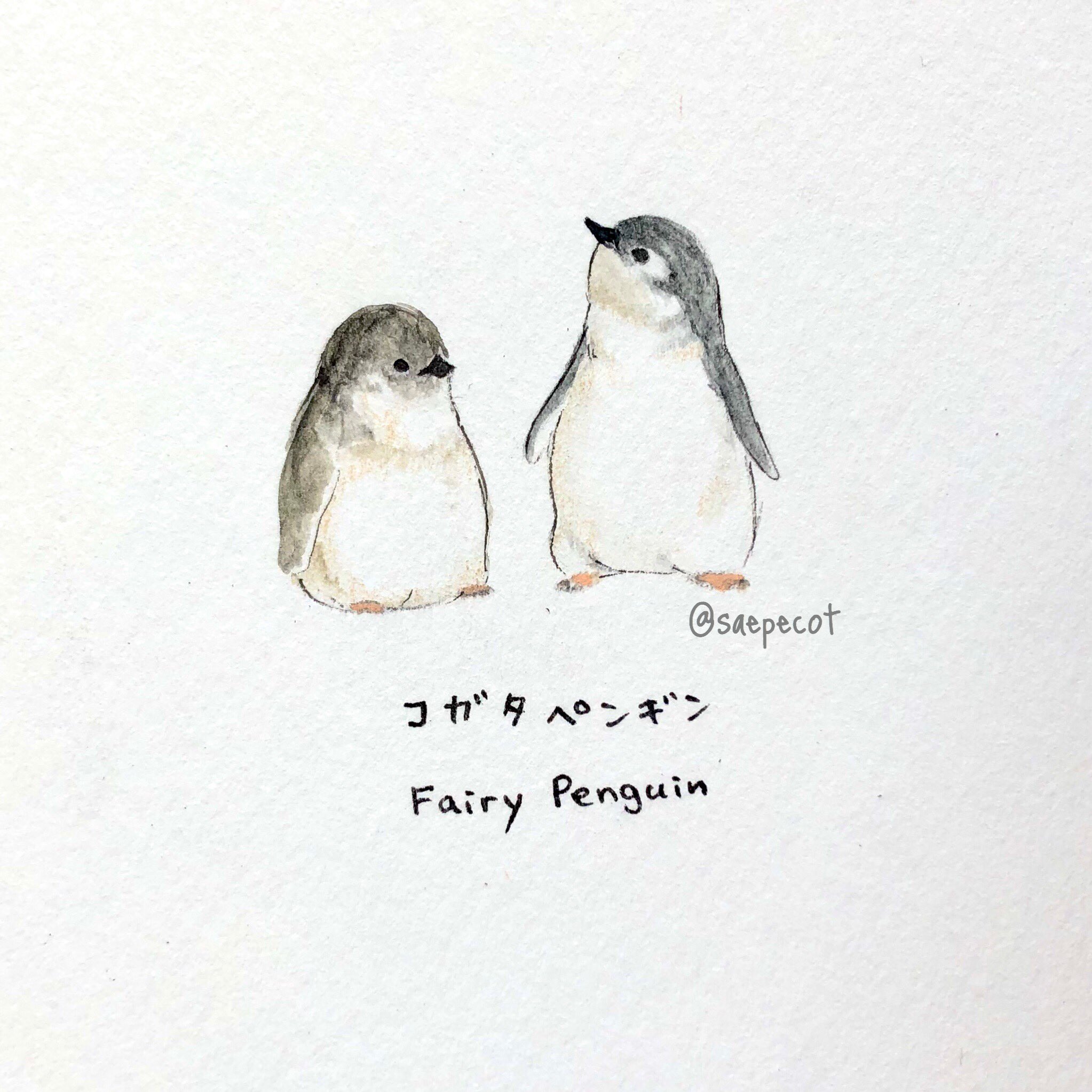 Sae En Twitter ペンギン図鑑 No 01 コガタペンギン Fairy Penguin 妖精のように小さくて可愛いペンギンさん ペンギン図鑑 Harapecot Sae En Twitter ペンギン図鑑 No 01 コガタペンギン Fairy Penguin 妖精のように小さくて可愛いペンギンさん ペンギン図鑑 Harapecot