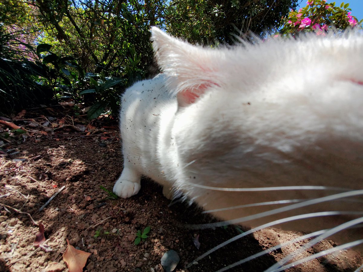 FulLmoNty_n's tweet image. ろくろ猫
#identitymemory
#ファインダー越しの私の世界
#CatsOfTwitter