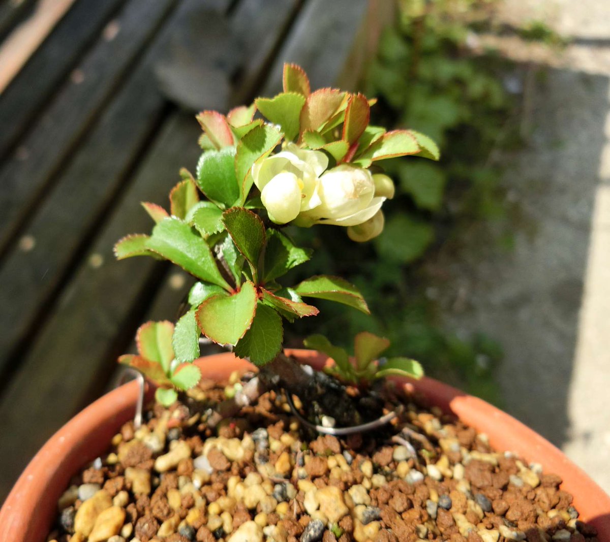 5cm盆栽 ミニ盆栽 Minibonsai 盆栽 Bonsai 長寿梅 挿し木 白花長寿梅 大きい鉢に入れて根を太らせる作戦 透明感のある白い花が若木でも付くのは魅力ですが 枝が細かくなりにくい気がします 5cm盆栽 ミニ盆栽 Minibonsai 盆栽 Bonsai 長寿梅 挿し木 白花長寿梅 大きい鉢に入れて根を太らせる作戦 透明感のある白い花が若木でも付くのは魅力ですが 枝が細かくなりにくい気がします
