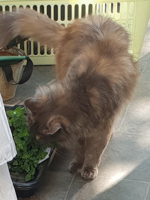 New catnip plants aren't even going to make it out into the garden if Temmie keeps eating it before I've had chance to plant them!