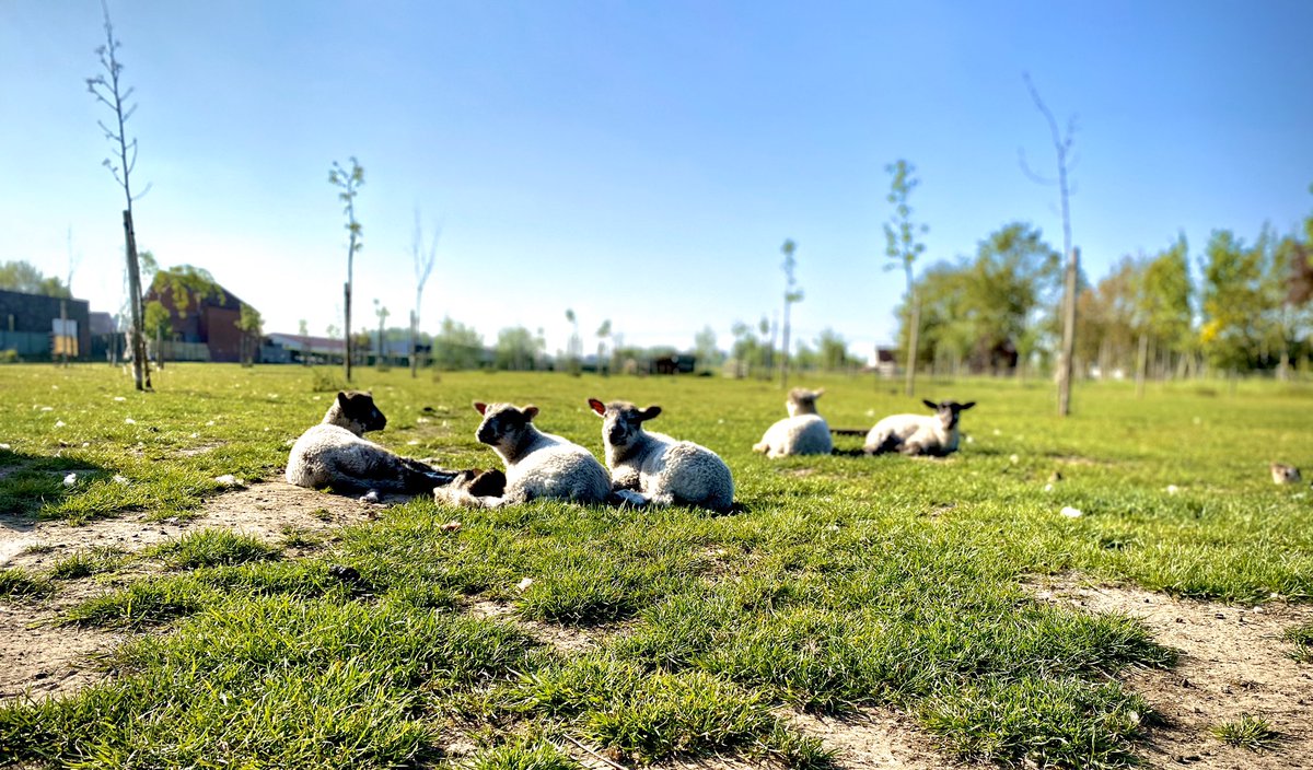 Effe chillen in het zonnetje met vrienden zit er voorlopig niet in....Tenzij je je in een schaap wil verkleden en bij ons op de boerderij in het gras komt liggen. Dan mag het 😉🐑