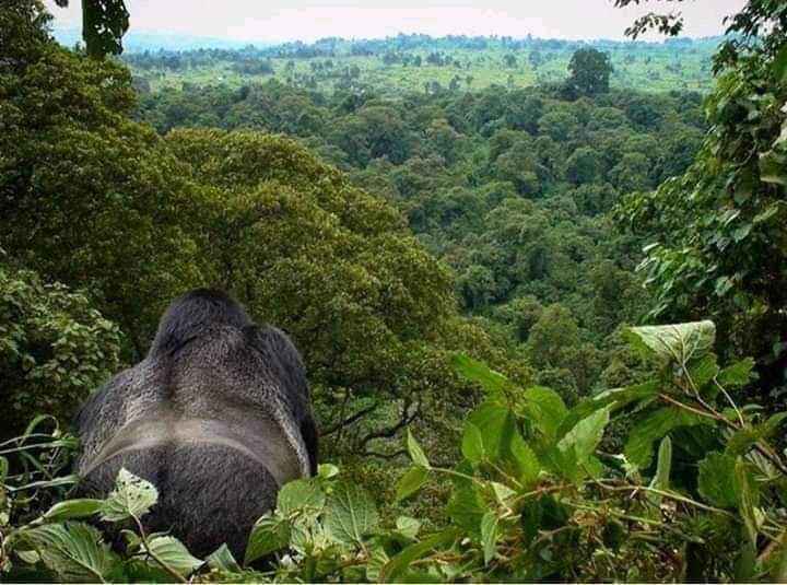 Leur seul crime c'est d'accepter de défendre une espèce animale unique au monde . 

Nos pensées aux vaillants gardes Parc VIRUNGA tués par les ennemis de la nature !!