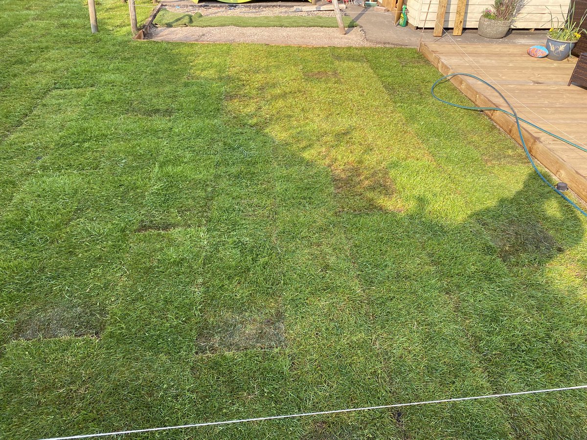 Rowanjo18's tweet photo. *ADVICE PLEASE*
Any ideas please.
I laid a new lawn along with top soil and turf. The turf was left from 9am until 2/3pm (not the intention)
It was quite dry and this is 3 days in. I’m concerned about the patches.
Ideas?🙈🤷🏼‍♂️ Thanks @GWandShows @TheMontyDon @frostatwork @The_RHS https://t.co/CJtenbEseQ