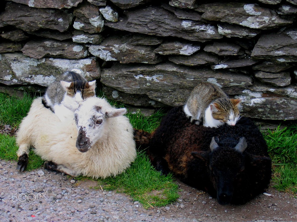 Vulpes_No9's tweet image. 도대체 고양이는 양을 뭘로 생각하는 것일까?...