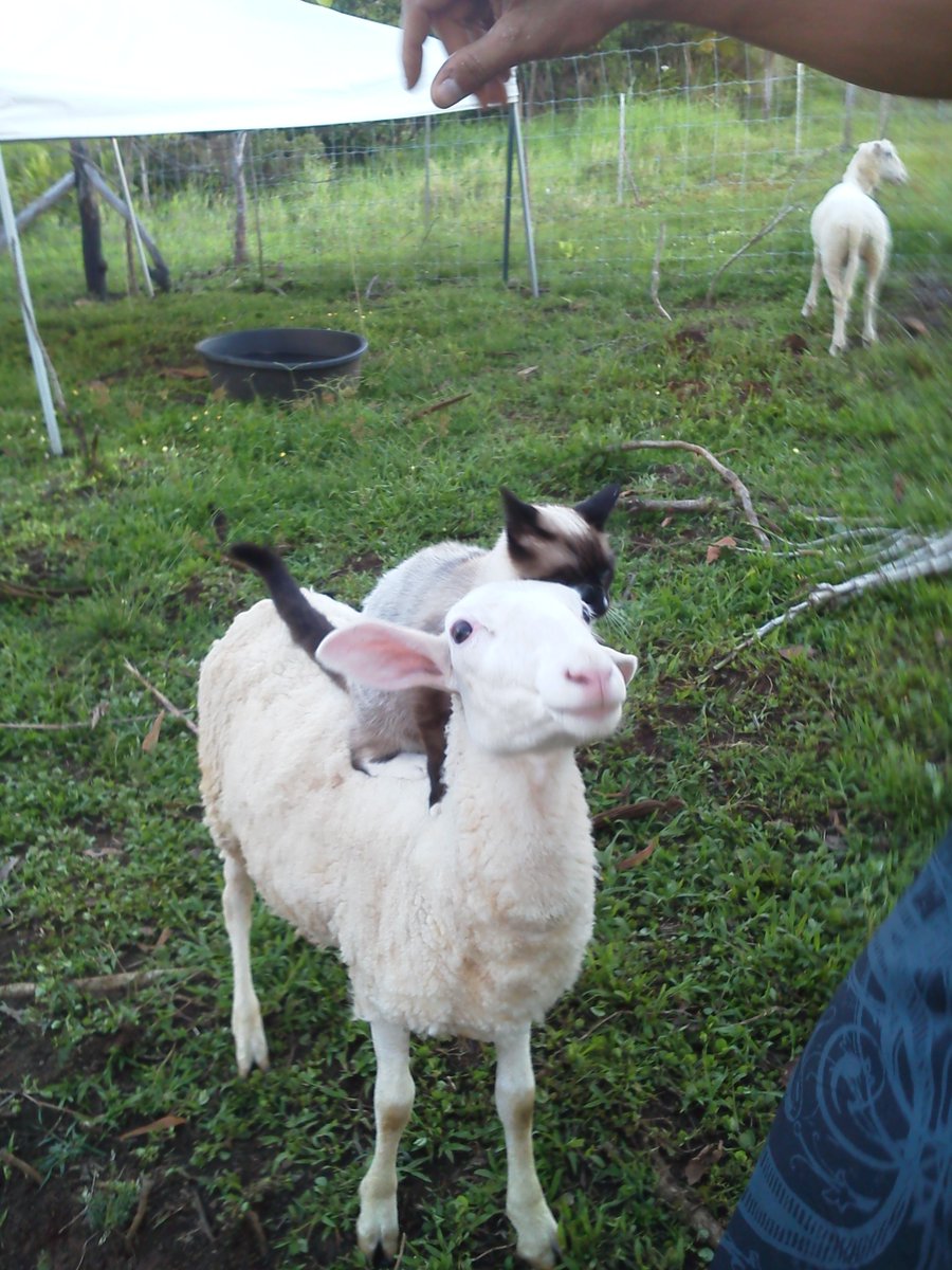 Vulpes_No9's tweet image. 도대체 고양이는 양을 뭘로 생각하는 것일까?...