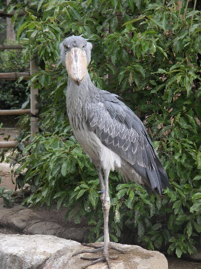 ハシビロコウの 動画を見て癒されてきた。 なんて不思議なんだ。笑