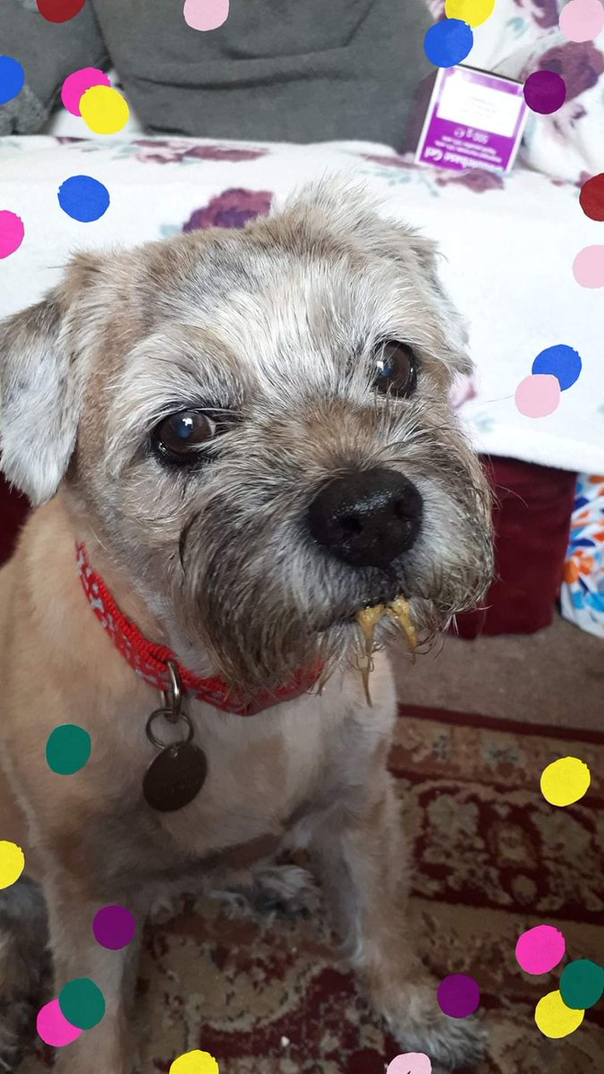 debbie_dkmaddi's tweet photo. @ColinGlover2 Oh but you do look cute 😍 at least you haven't had your humans trying a home haircut! 😱 I'm avoiding hoomam cos she has that bag with clippers in it. Its either me or hoodad for the chop 🤣🤣🤣 #lockdowndramas https://t.co/Xw7RAc8328
