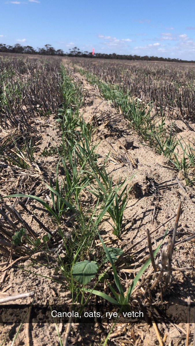 Hyper yielding Winter wheat (Illabo) and multi species pasture trials off to a good start 💪🏽