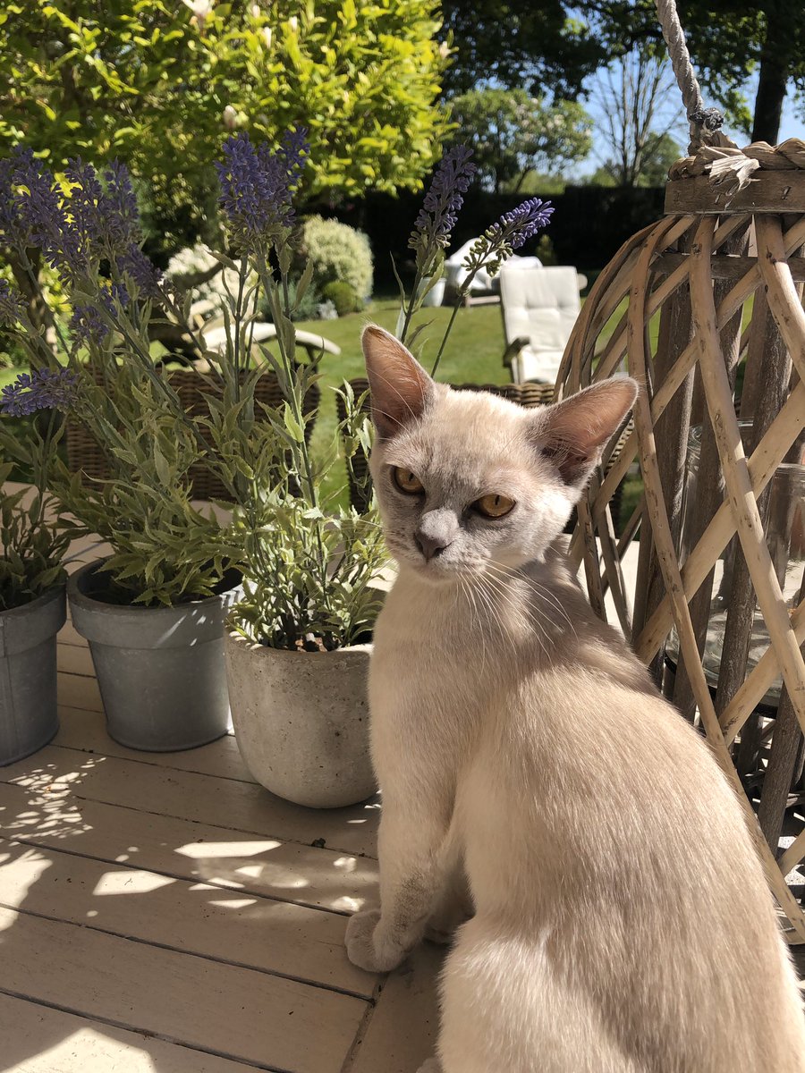 Purrfect lockdown with these two #patio #lockdown #InThisTogether #burmese