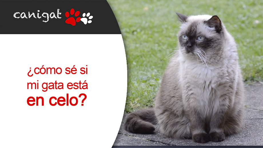 ¿cómo sé si mi gata está en celo? canigat.com/PETNEWS/?post=…