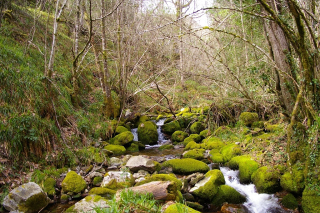 Buenos días! <a href="/BosqueHabitado/">El Bosque Habitado</a> 
Bosques... el humus de la Tierra..🌎
#IgnacioAbella 
#ComplicidadDeLaTierraRadio3 
.
.

📷 Río Muniellos #Asturias