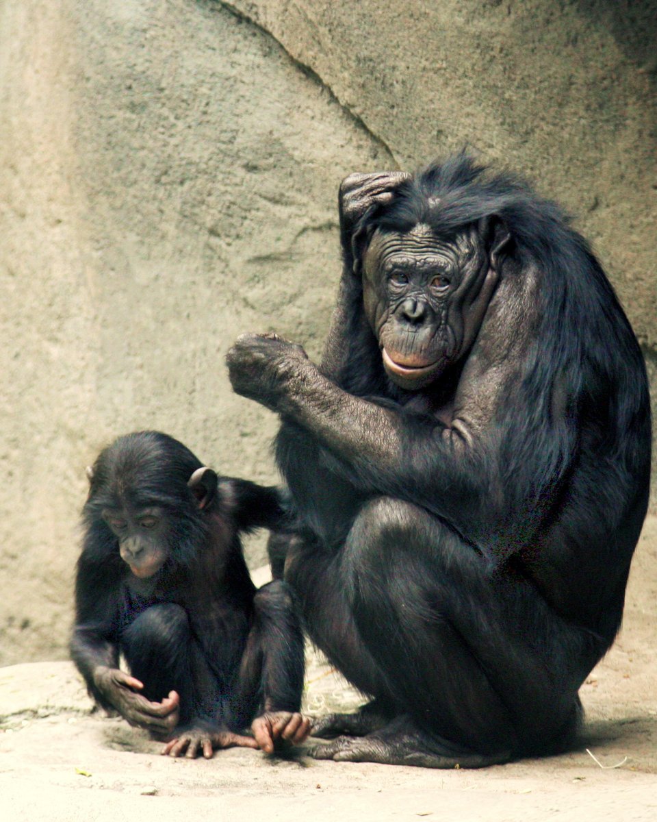 The bonobo, capable of altruism, sensitivity and empathy
#CulturesWays
culturesways.com/nature/animal/…