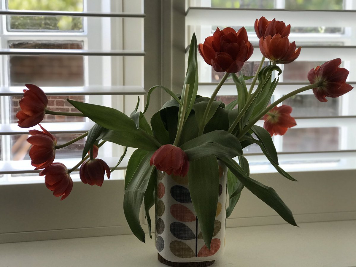Don’t you just love a drooping tulip @orlakiely #joy #flowers #Orla #LifeInBloom