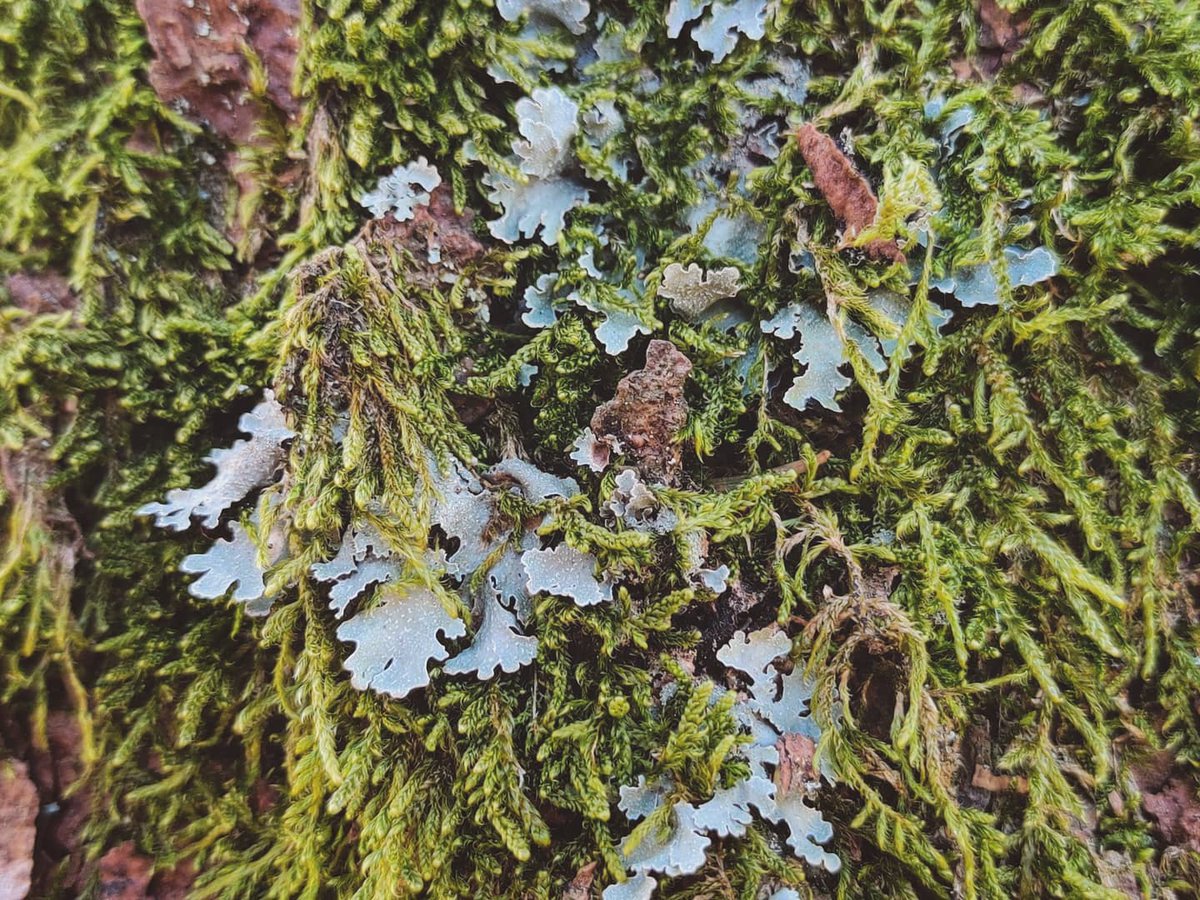 SasaSpacal's tweet photo. Lichen adoration post. Symbiosis at it's finest.  #thewordforworldisforest https://t.co/tHVt6L2NdP