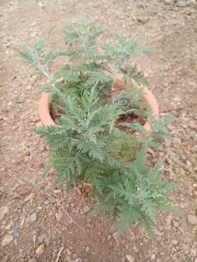 african wormwood bvumvu
