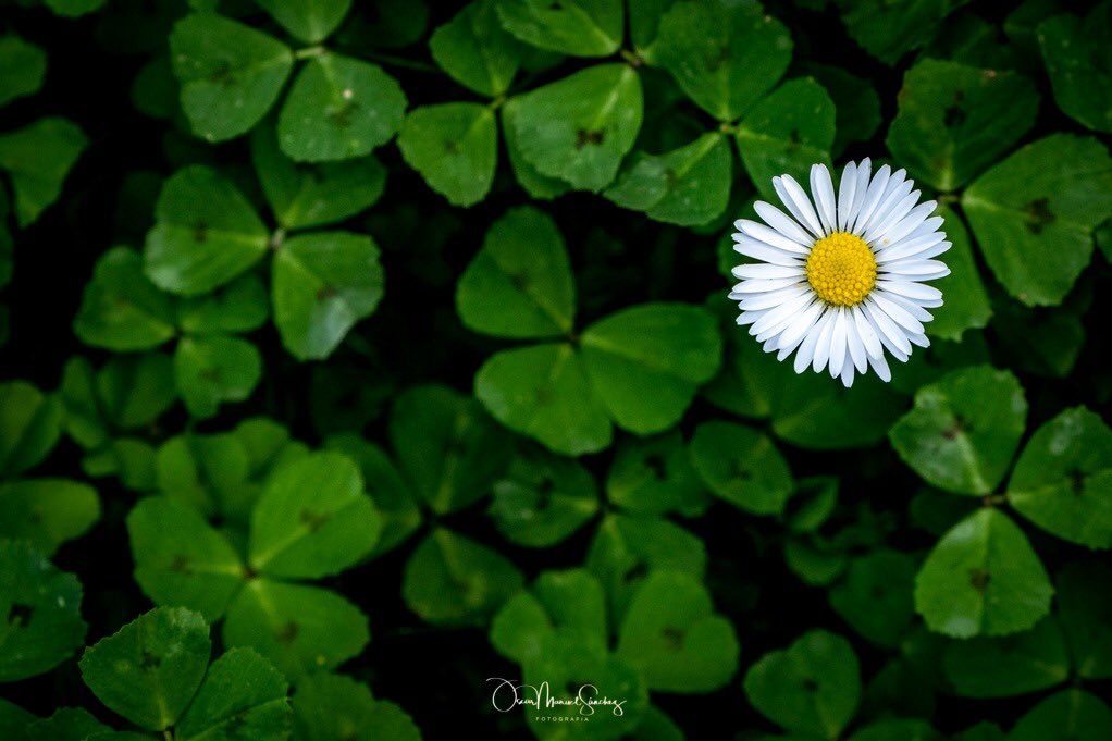 omsfotografia's tweet photo. Te regalo una flor con trevoles a ver si te traen suerte, #trevol #floralart #verde #naturaleza_spain #suerte🍀
📸 @omsfotografia https://t.co/emnioOrTIj