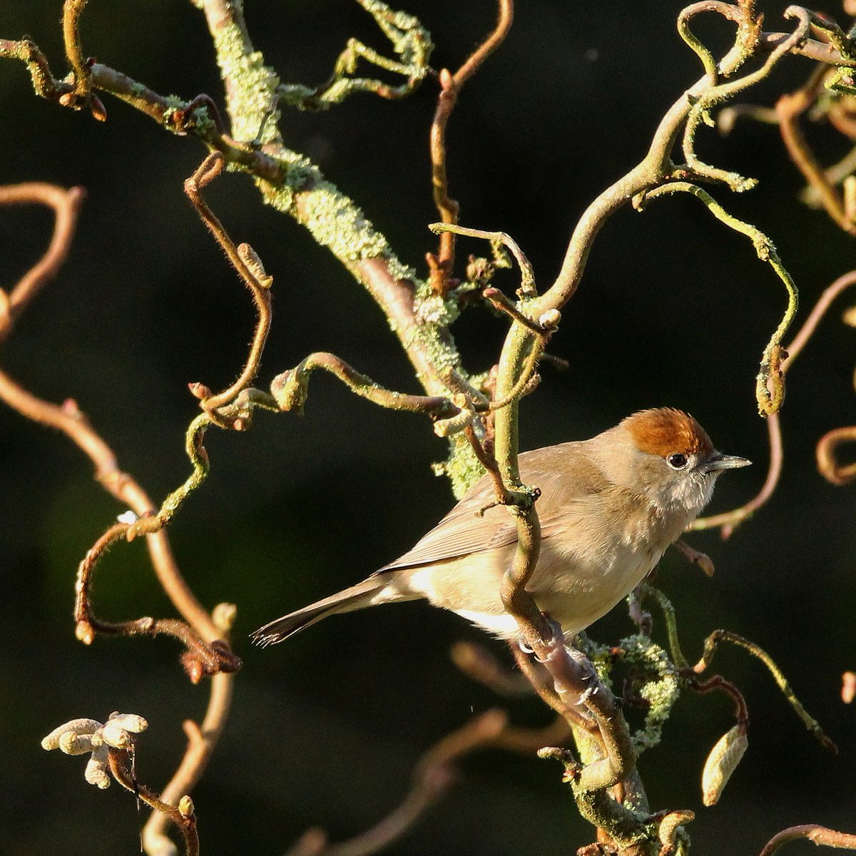 Birds of Ireland tweet media