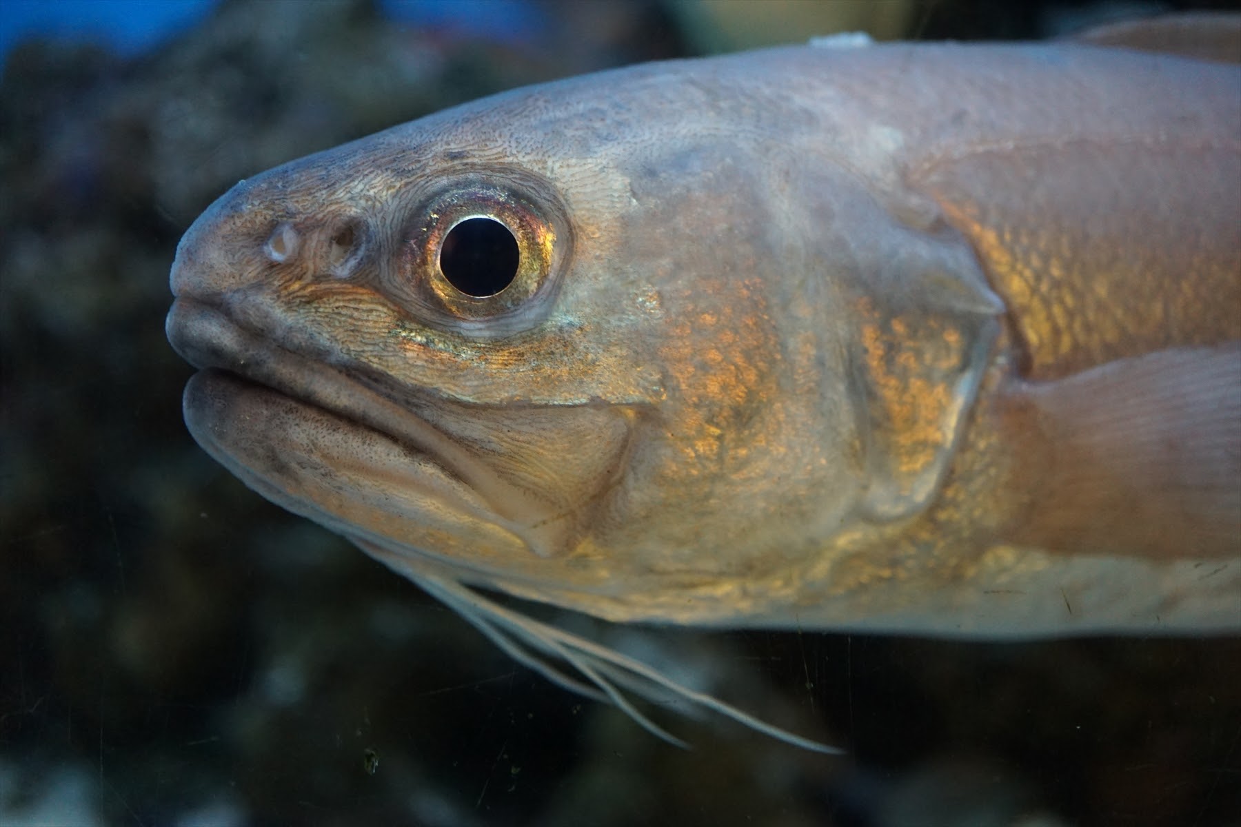 pikayadon on Twitter 