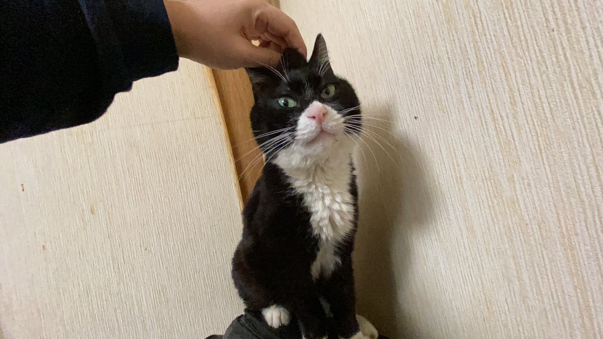 ねこかます 誰だよお前