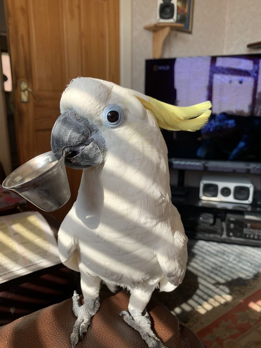 colstott's tweet photo. @OwainWynEvans Hi Owain, hope you are well, here’s a picture of my Cockatoo Jambo with his favourite toy. Best wishes, Colin Macclesfield. https://t.co/xMPiGNZbOm