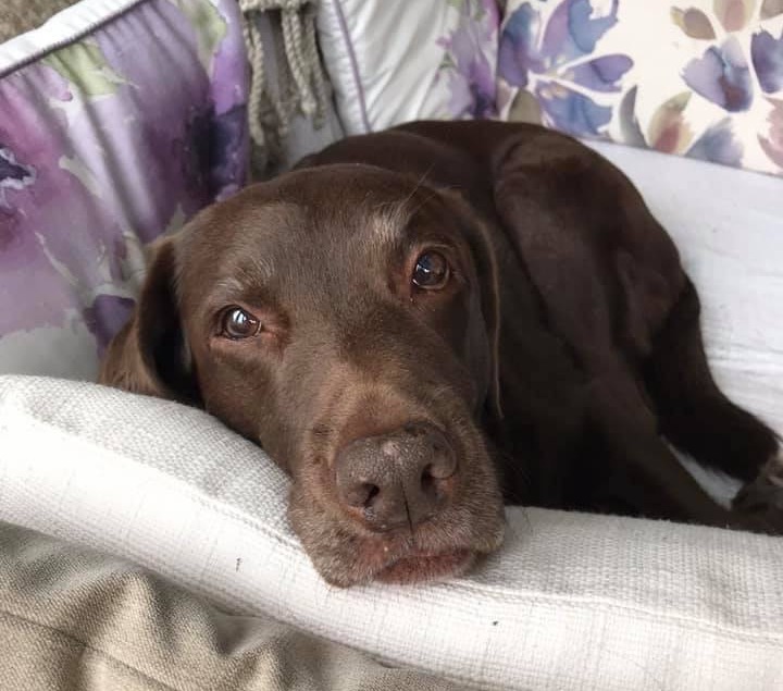 CAMarthritis's tweet photo. Lazy Sunday anyone??
Let's see some pictures of you and your dog enjoying the weekend!! 
#Sunday #weekend #weekendwithmydog https://t.co/KIPp5t2uKa
