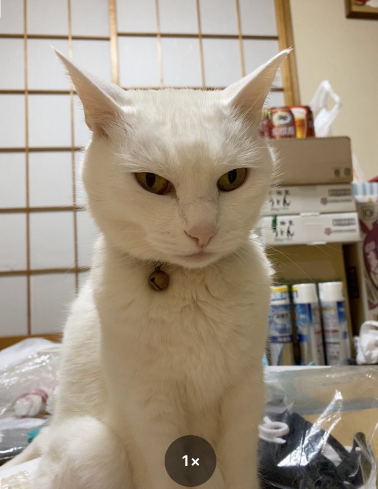 doriyoko's tweet photo. 物置と化した和室の片付けが遅々として進まず、猫に呆れられる https://t.co/TKphW1IAyT