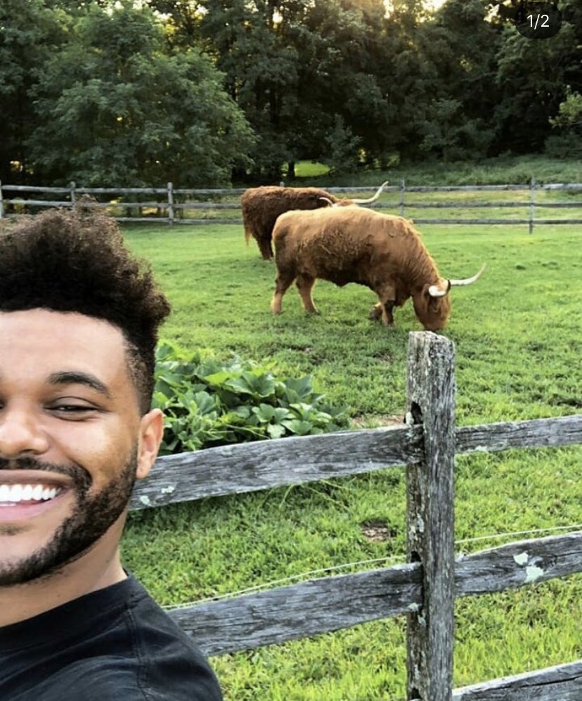 the weeknd smiling, a thread.