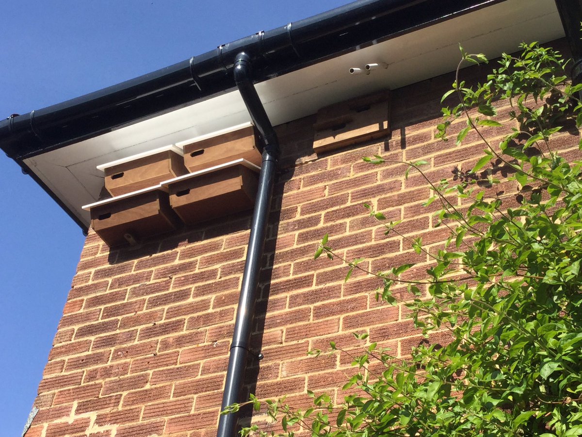 Swift nest boxes can be fitted on any elevation. They should be at 1st floor window height where birds have a clear line of flight in and out. The ability to play their calls is essential to help the birds find them.  #SaveOurSuffolkSwifts