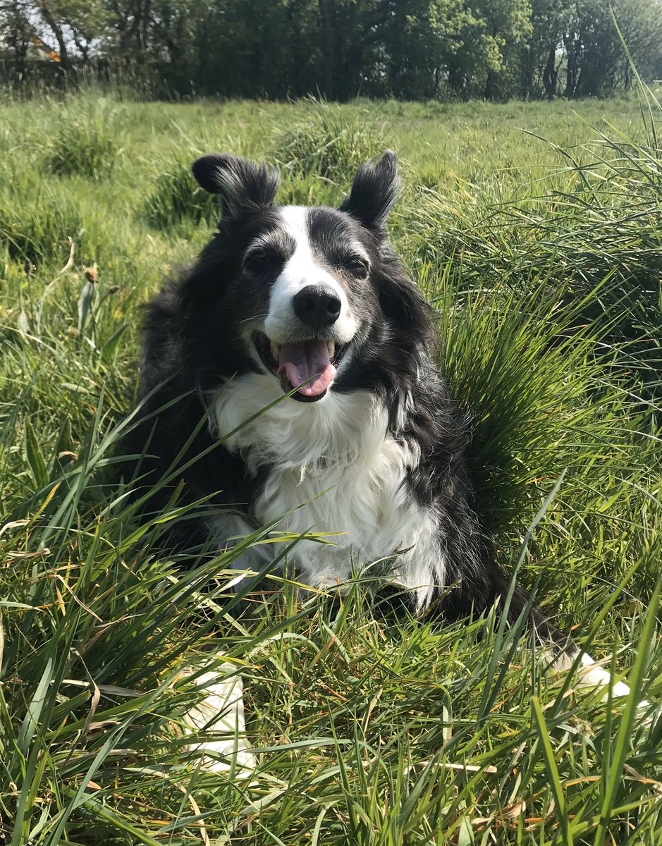 Ruby_thedog's tweet image. Out with Dad before it gets too hot!  #BeautifulWales