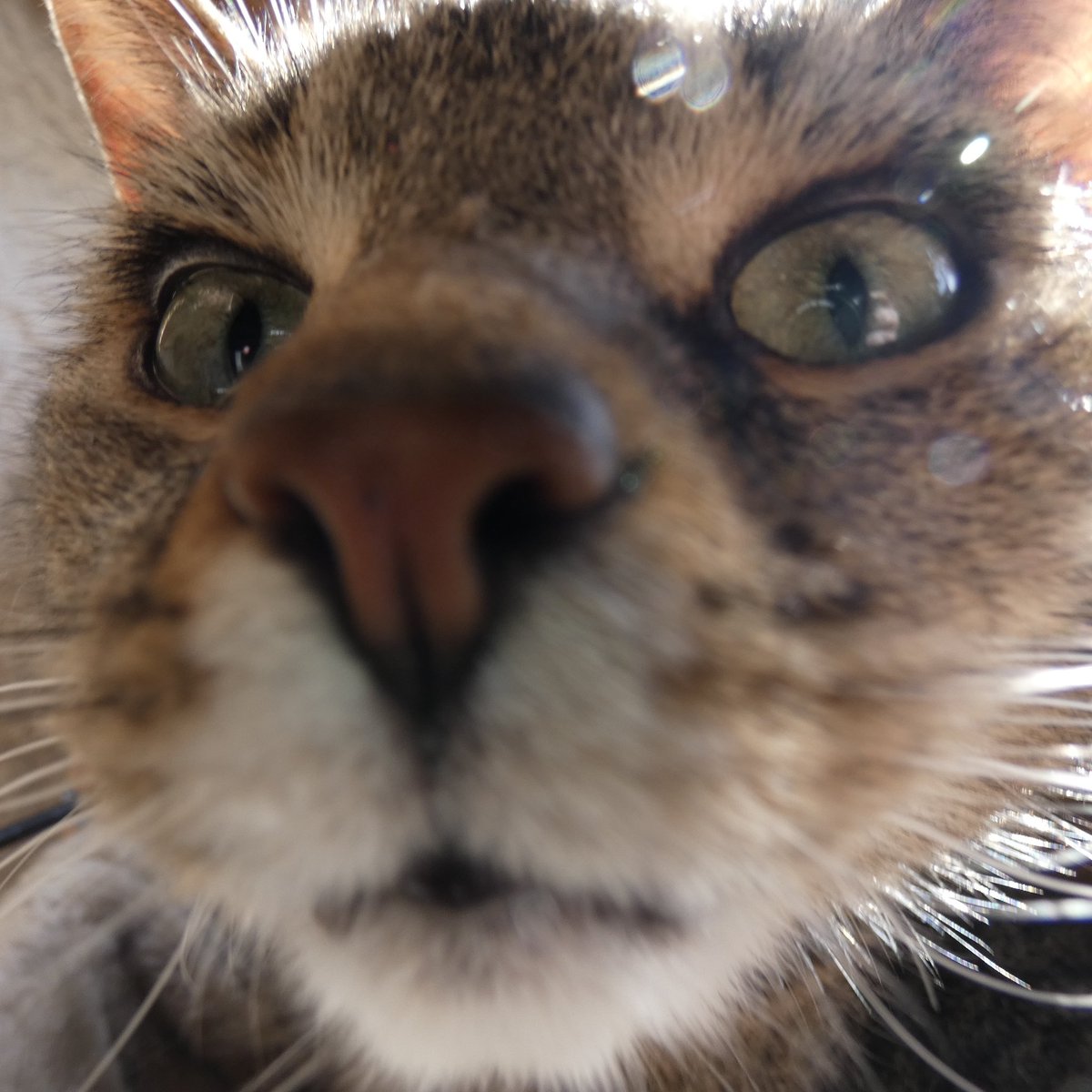 alemana1978's tweet image. #SystemExit #KatzenGegenRechts #NoNazis