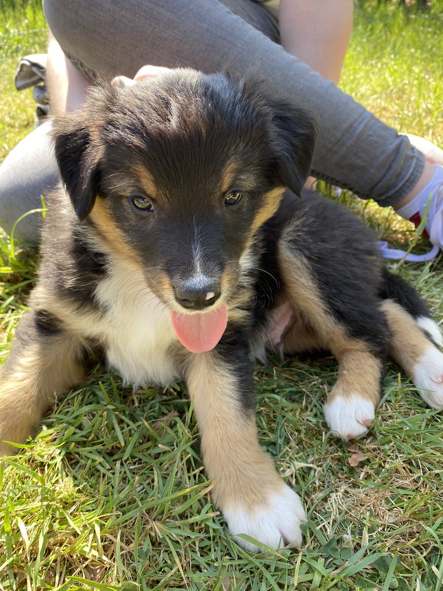Unser kleiner wauzi (nein so wird er nicht heißen) einfach zuckersüß 🥰