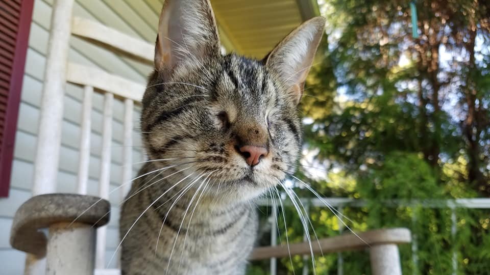 To all the Fur Moms and Dads: Happy #PetParentsDay! It takes a special heart to give so much time, love, and energy to the care of one so small. And I raise my paws in hope for the homeless animals that they may one day know the love they deserve. #TabbyTroop #AdoptDontShop