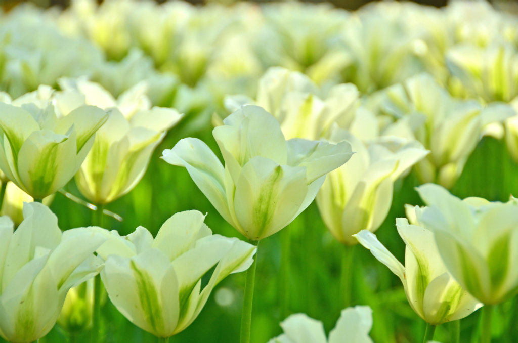 国営ひたち海浜公園 公式 休園中の花日記 今日は花びらの形に注目 先のとがったユリ咲き 緑の縦縞が入ったビリデ咲き 折り重なる八重咲き ギザギザのフリンジ咲き お好みのお花はどれでしょう ひたち海浜公園 Hitachiseasidepark 国営ひたち海浜公園 公式 休園中の花日記 今日は花びらの形に注目 先のとがったユリ咲き 緑の縦縞が入ったビリデ咲き 折り重なる八重咲き ギザギザのフリンジ咲き お好みのお花はどれでしょう ひたち海浜公園 Hitachiseasidepark