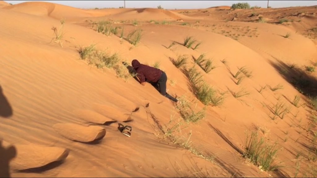 はなもも Hanamomo はじめまして 砂漠はよく見るとコオロギ他多種多様の小さな虫 がいるので それらを食しているはずですが こうして野生のサンドフィッシュしか知らず 飼ったことがないのでこの辺りの種類が 特にどういう虫に限って食べているのか具体
