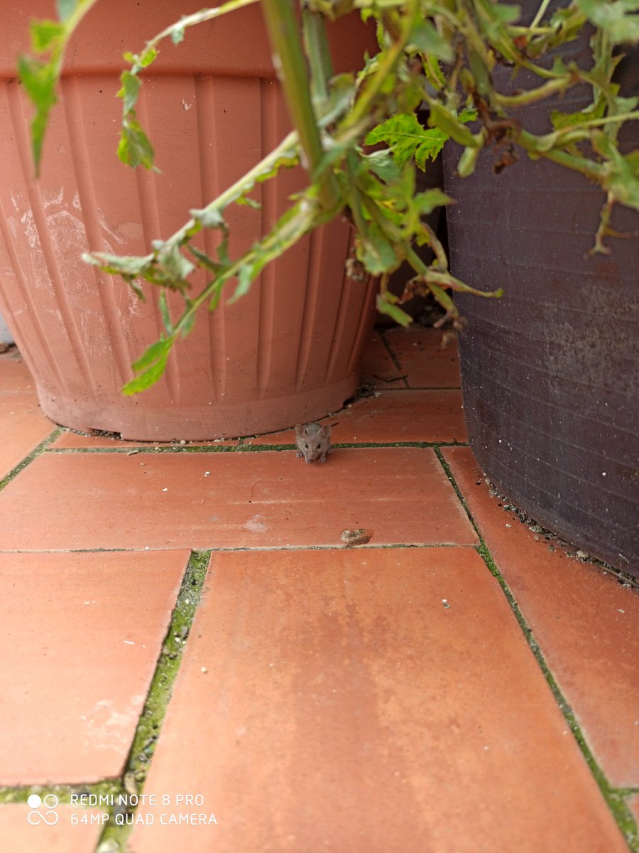 Sr_Juanxo's tweet image. 🐀 🐭

📱#Xiaomi #RedmiNote8Pro #64MPQuadCamera