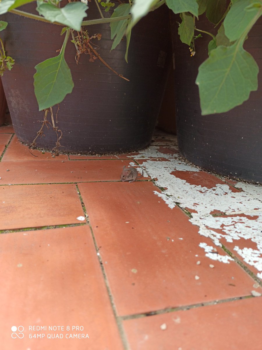 Sr_Juanxo's tweet image. 🐀 🐭

📱#Xiaomi #RedmiNote8Pro #64MPQuadCamera