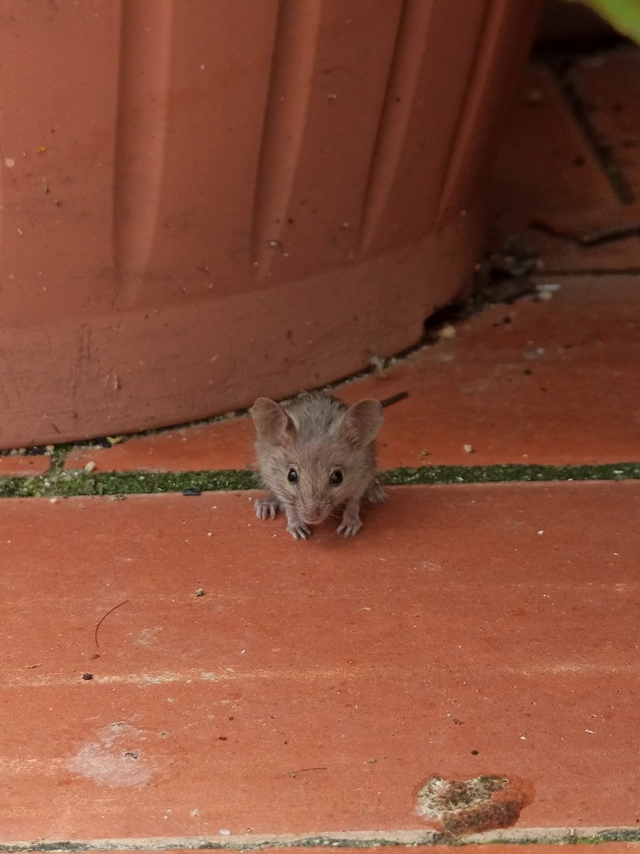 Sr_Juanxo's tweet image. 🐀 🐭

📱#Xiaomi #RedmiNote8Pro #64MPQuadCamera