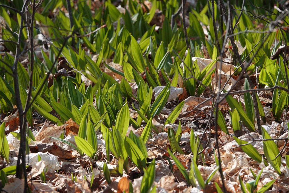 Early spring wildflowers now in bloom in Kawarthas. Coltsfoot along roadsides (dandelion-like). In woodlots, watch for hepatica &amp; bloodroot blossoms &amp; new leaves of wild leeks. @PtboNature #natureishealing  #NaturePhotography