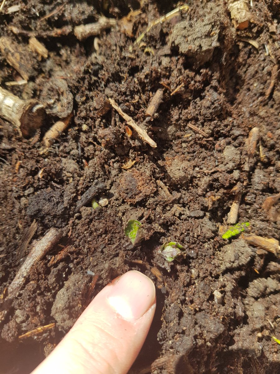 Finally a sign of some potatoes. Can't wait for these to start growing up. Carrots and beetroot I need next.