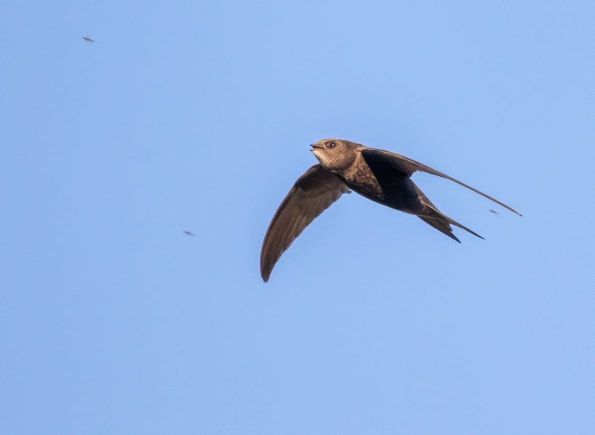 These birds sleep, eat, feed and even mate on the wing, spending all their lives in the air except when nesting. Over a 7-year life a swift may fly 2 million miles – the same as to the moon and back 4 times. One swift lived to 21, so flew overall ¼ of the distance to Venus /2