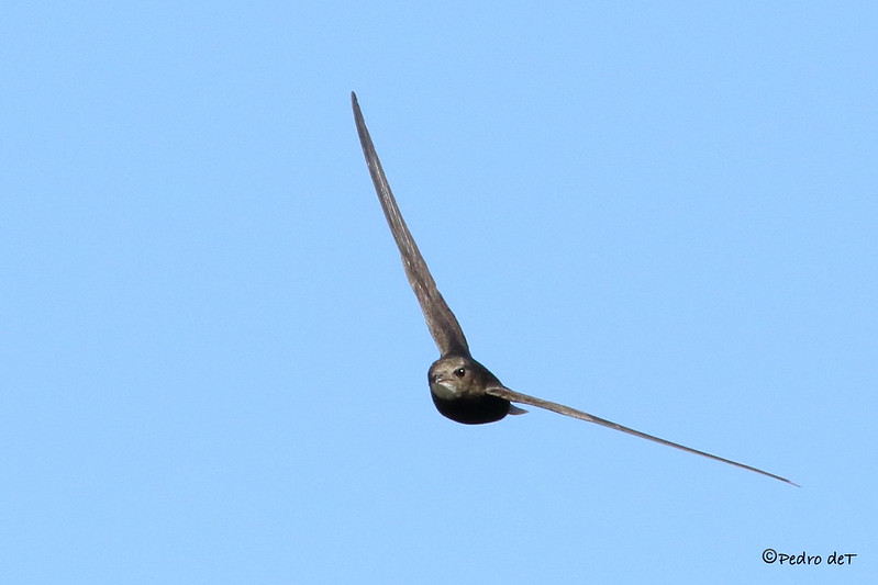 Swifts are coming! Lockdown days can seem all the same but seeing your first swift each year is thrilling - you know summer’s on its way. Look up for dark, crescent wings and listen for an air-rending screech! Here’s more about the bird that lives its entire life in the sky /1