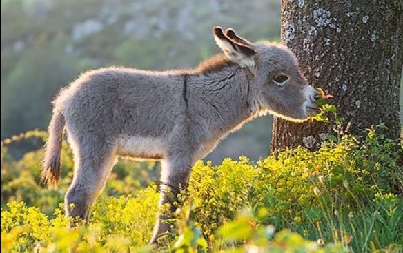 nancythedragon's tweet image. #SystemExit Nazis haben auf meiner Wiese nichts zu suchen